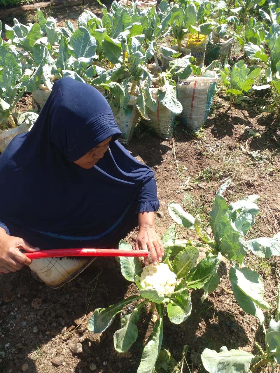 Lawan Fluktuasi Harga Sembako, Ibu Rumah Tangga di Ateuk Monpanah Simpang Tiga, Sukses Budidaya Kembang Kol Media Karung Bekas
