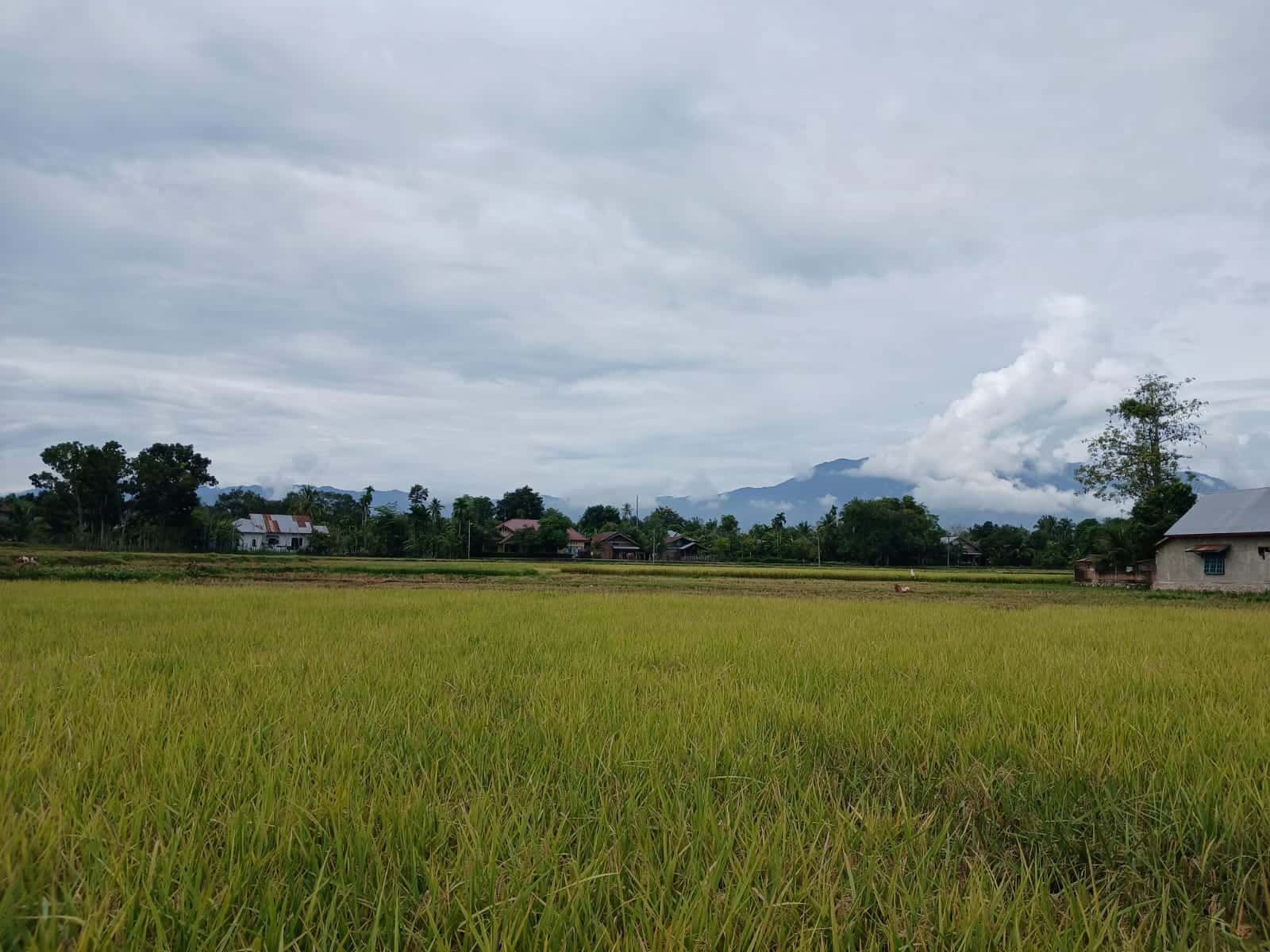 Harga Gabah di Aceh Besar Stabil Tinggi Jelang Panen Raya